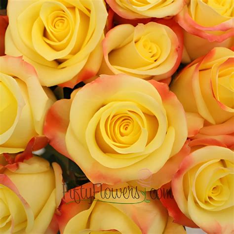 Yellow Rose Online .